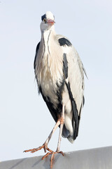 Grey herons are standing still for long periods with an upright stance, often on a single leg
