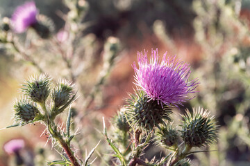 thistle flower in the field