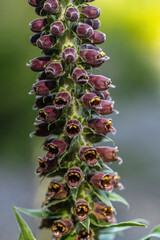 Willow-leaved, Dusty or Spanish Rusty Foxglove (Digitalis obscura)
