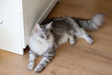 domestic gray cat resting on the ground