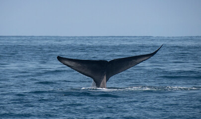 Naklejka premium Blue Whale Tail Fluke Descending