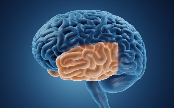 Temporal lobe is responsible for encoding of memory and processing auditory information