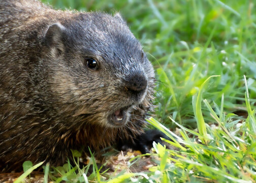 Groundhog  closeup eating in the grass, mouth open teeth showing.