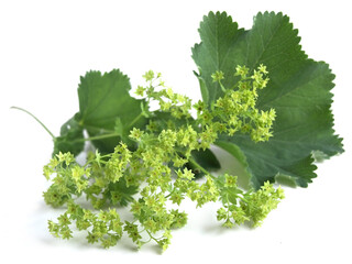 Alchemilla (Alchemilla vulgaris)