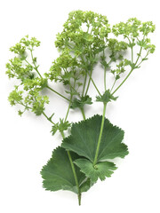Alchemilla (Alchemilla vulgaris)