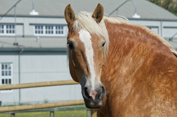 Close up of a Clydesdale Horse