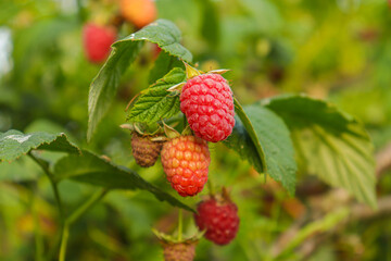 Close up of branch of ripe raspberries in a garden