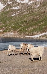 Obraz premium Mountain Goat and Bighorn Sheep in Colorado