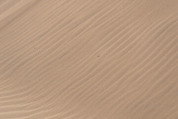 Fine texture and lines of sandy dunes in a desert.