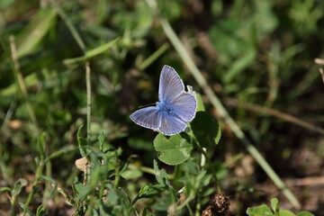 A perching Common blue butterfly.