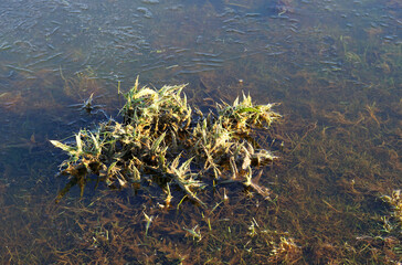 Dead plant gripped in frozen floodwater