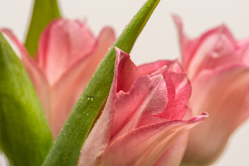 Details of a bouquet of pink tulips.