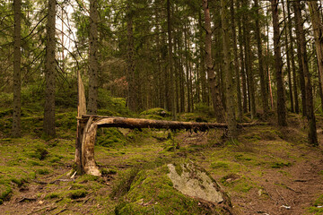 Fallen tree in a pine forest.