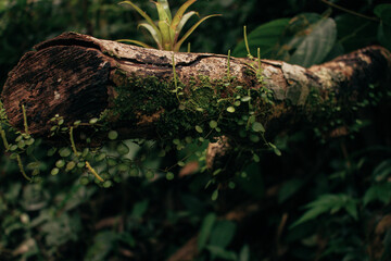 Tronco con hojas y musgo en la selva