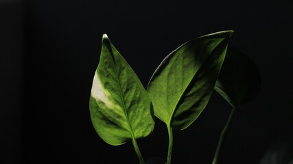 Pothos