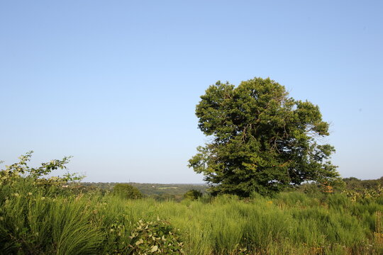 A tall Chestnut tree in early morning sunlight.