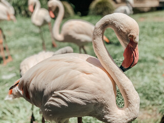 Fototapeta premium Flamants roses 2021