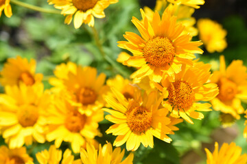 yellow chamomile heliopsis in the garden on a bush