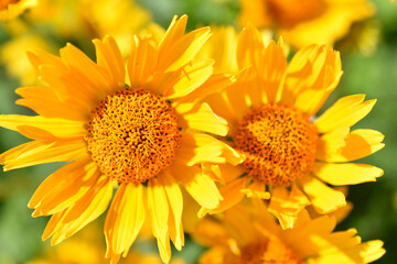 Fototapeta premium yellow chamomile heliopsis in the garden on a bush