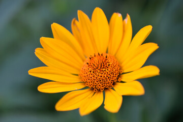 yellow chamomile heliopsis in the garden on a bush