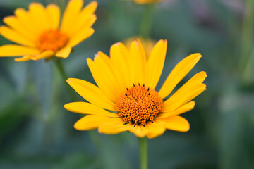 yellow chamomile heliopsis in the garden on a bush