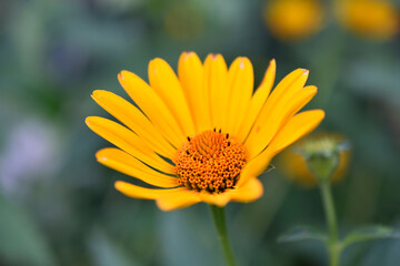 yellow chamomile heliopsis in the garden on a bush