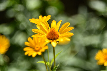 yellow chamomile heliopsis in the garden on a bush