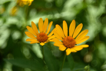yellow chamomile heliopsis in the garden on a bush
