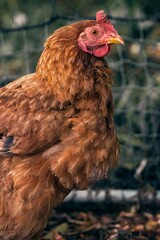 Poules et composteurs