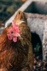 Poules et composteurs