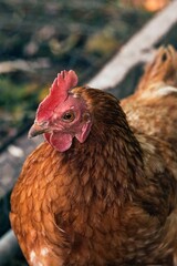 Poules et composteurs