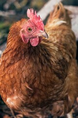 Poules et composteurs