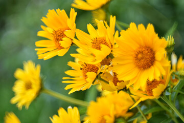 yellow chamomile heliopsis in the garden on a bush