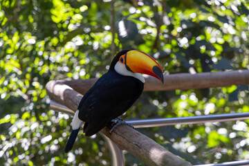 Pássaro Tucano de bico amarelo em primeiro plano com fundo desfocado