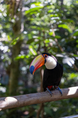 Pássaro Tucano de bico amarelo em primeiro plano com fundo desfocado