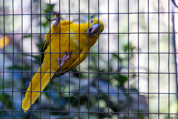 papagaio raro subindo sobre a grade de ferro - obrazy, fototapety, plakaty