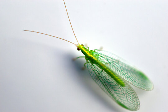 The green midge is an ordinary golden-eyed lat. Chrysoperla carnea