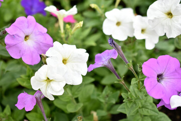 Obraz na płótnie Canvas Red and white petunia flowers in the garden