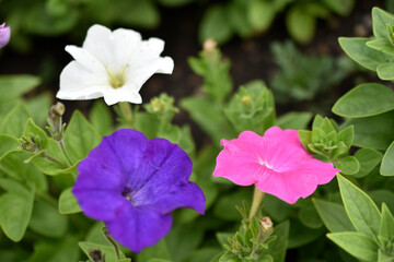 Red and white petunia flowers in the garden