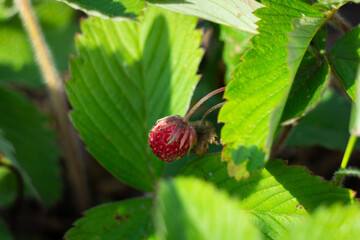 Strawberry berry among the foliage. Strawberry bush. Wild strawberry berry on a branch.
