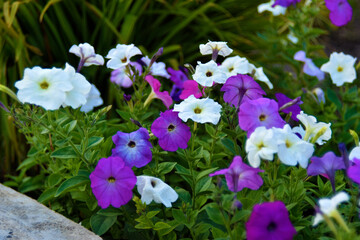 Red and white petunia flowers in the garden