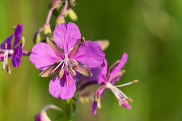 Fototapeta premium Fireweed flower close-up on a green background. Chamaenerion blooms in the field.