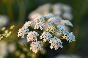 White small flowers of yarrow ordinary close-up