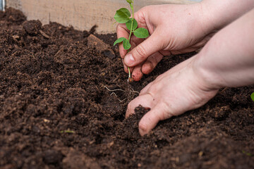 Two hands sowing plants in soil.