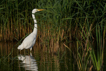 Great White Egret (Ardea alba) hunting amongst the reed along the edge of a lake at Ham Wall in Somerset, United Kingdom. 