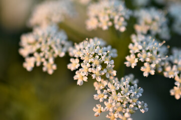 White small flowers of yarrow ordinary close-up