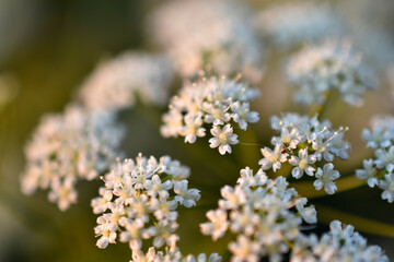 White small flowers of yarrow ordinary close-up