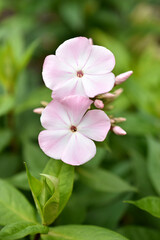 White small flowers phlox paniculate apple blossom