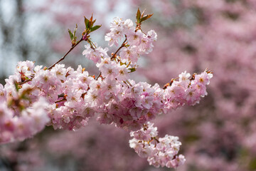 Cherry blossom in a park.