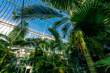 Tropical greenhouse glasshouse sunny interior full of fresh green plants. Natural Indoor decorative plants. Lush botanical garden. 